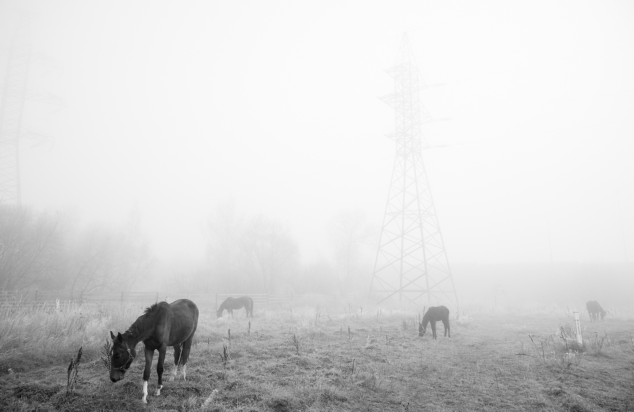 Horses in the Fog